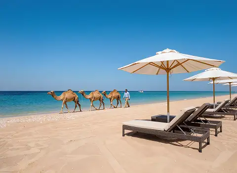 Sandstrand in Nordafrika mit Liegest&uuml;hlen und Kamelen im Hintergrund